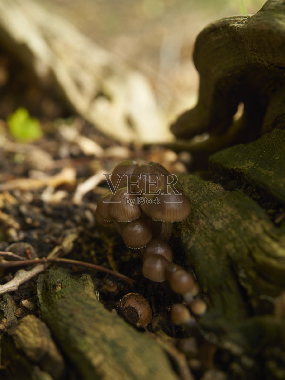 埃平森林6 -回收照片摄影图片