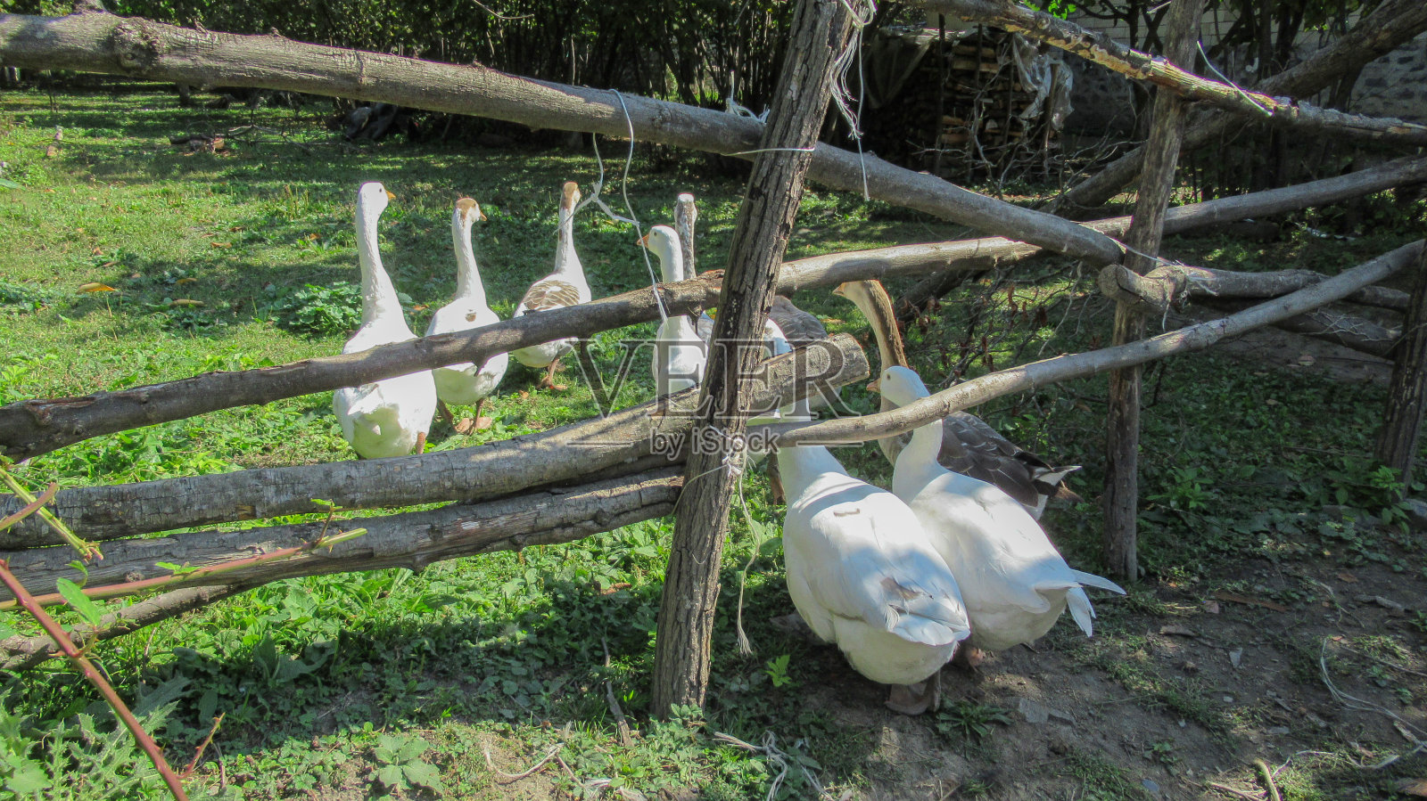 可爱的白色小鸭子在花园里寻找食物照片摄影图片