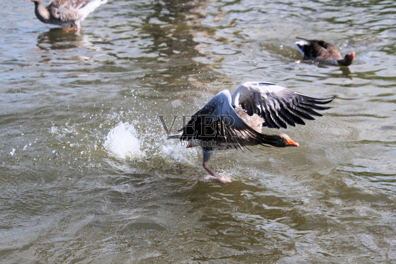 灰鹅的景象照片摄影图片