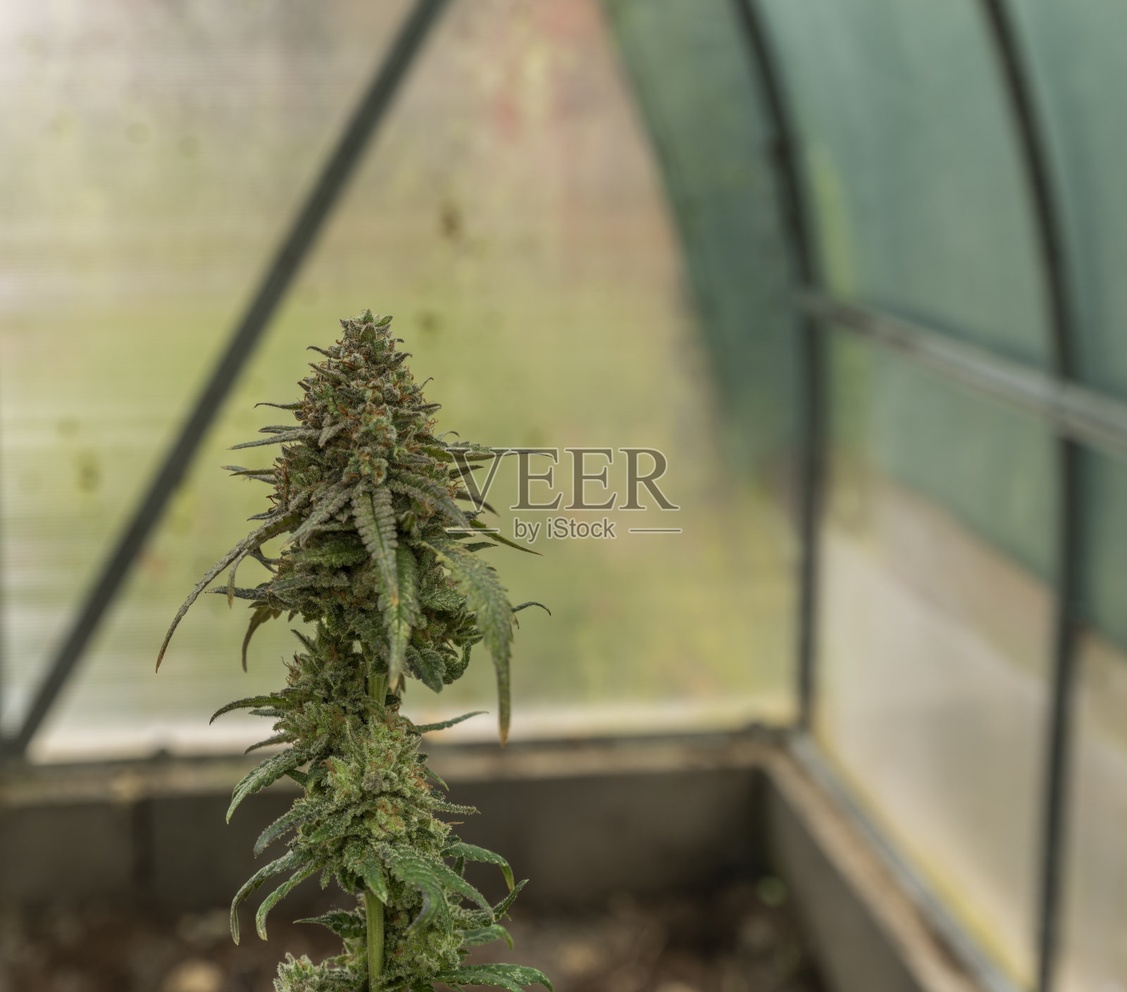 布鲁斯旗大麻品种成熟花在温室照片摄影图片