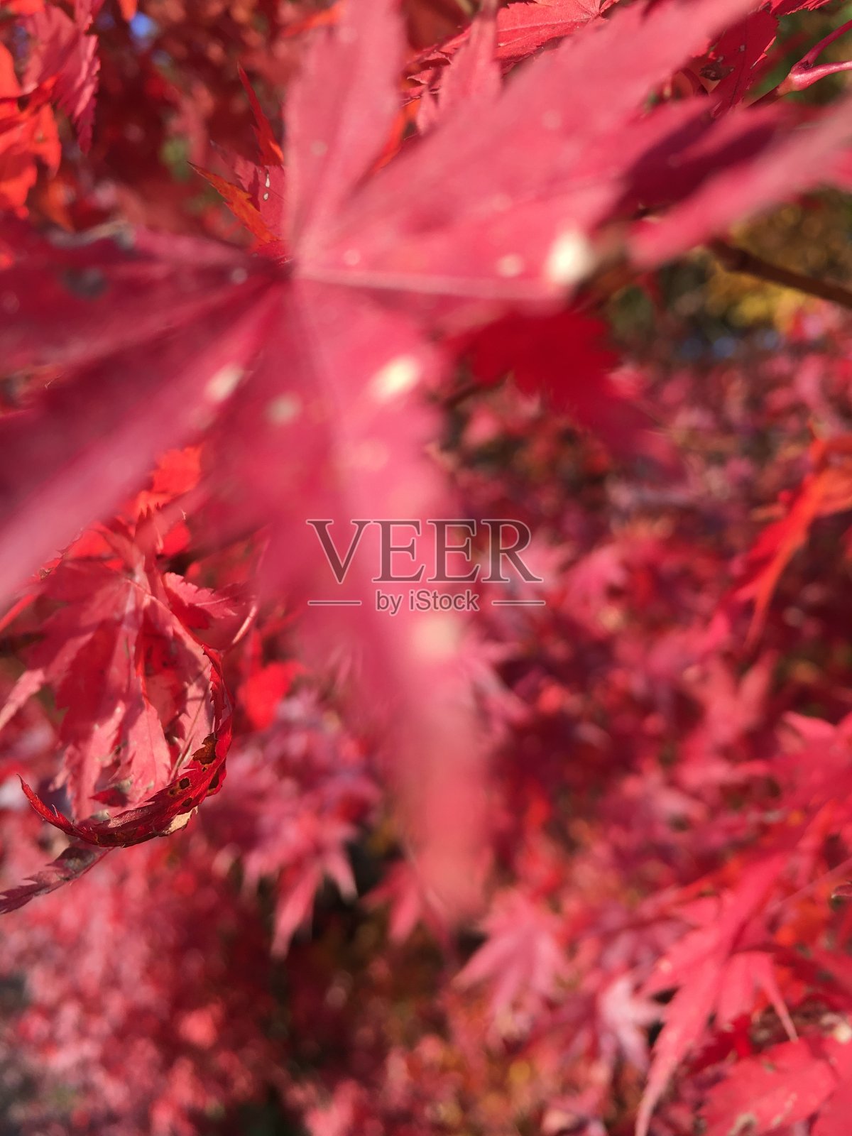 红色的叶子照片摄影图片