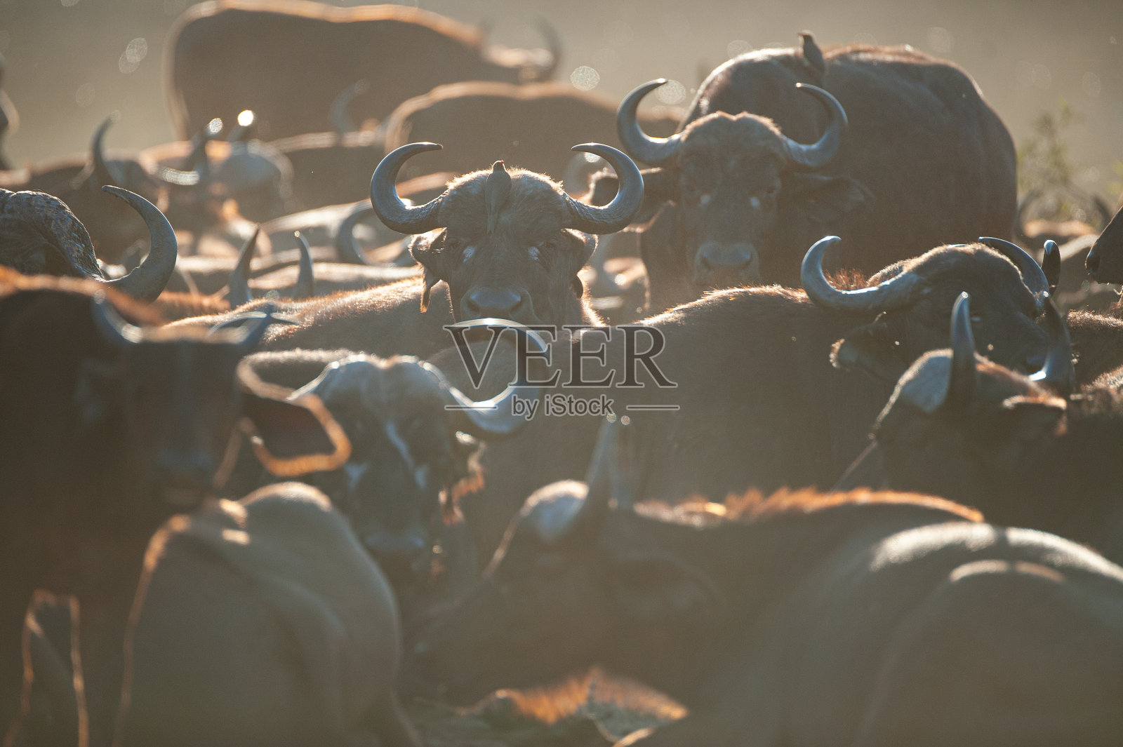 好望角野牛照片摄影图片