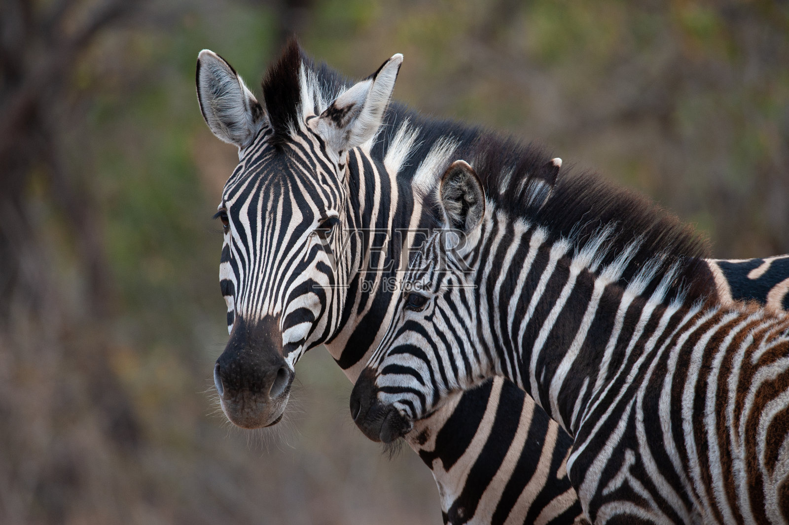 南非平原斑马照片摄影图片