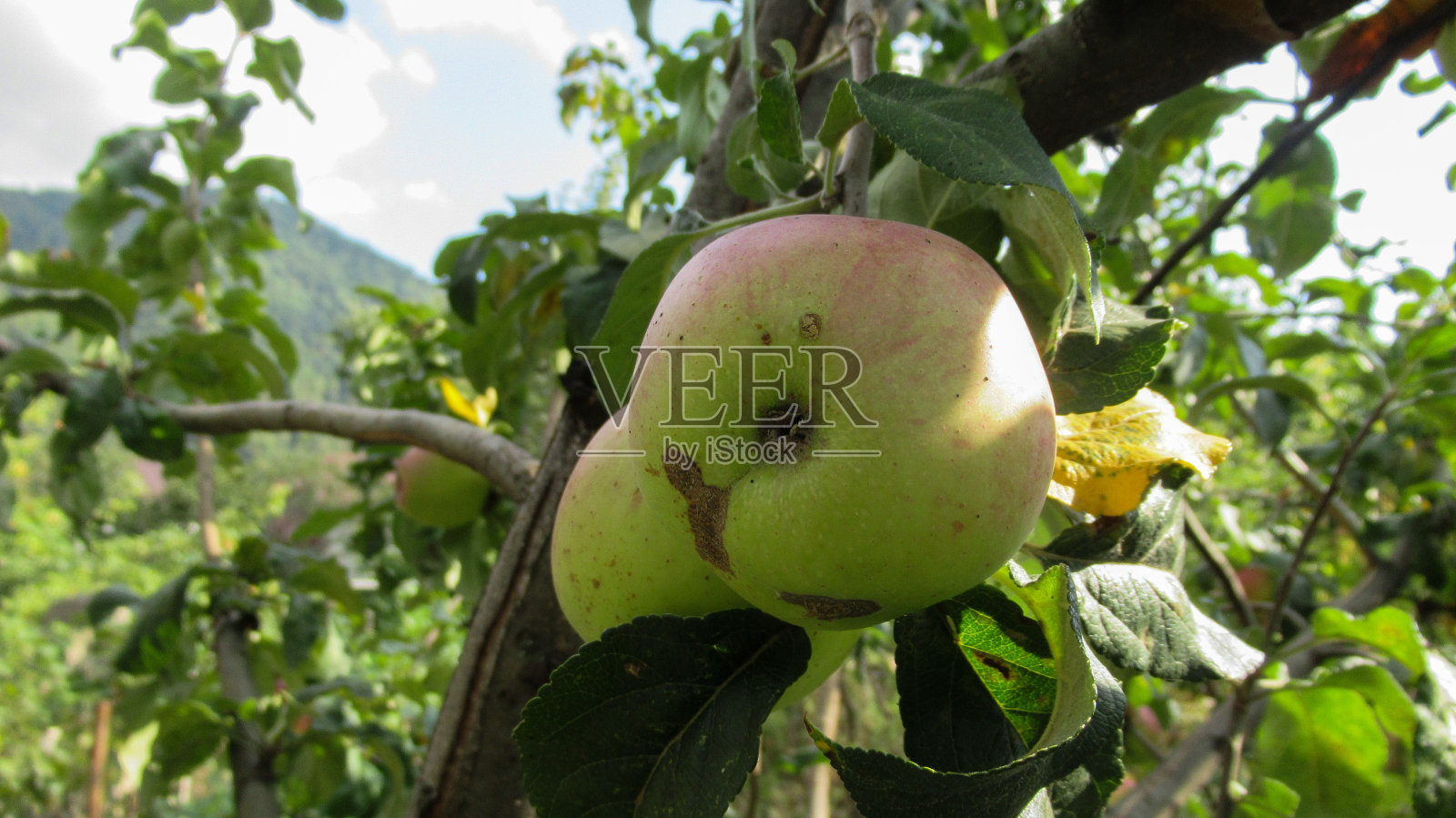 树枝上成熟的红绿苹果照片摄影图片