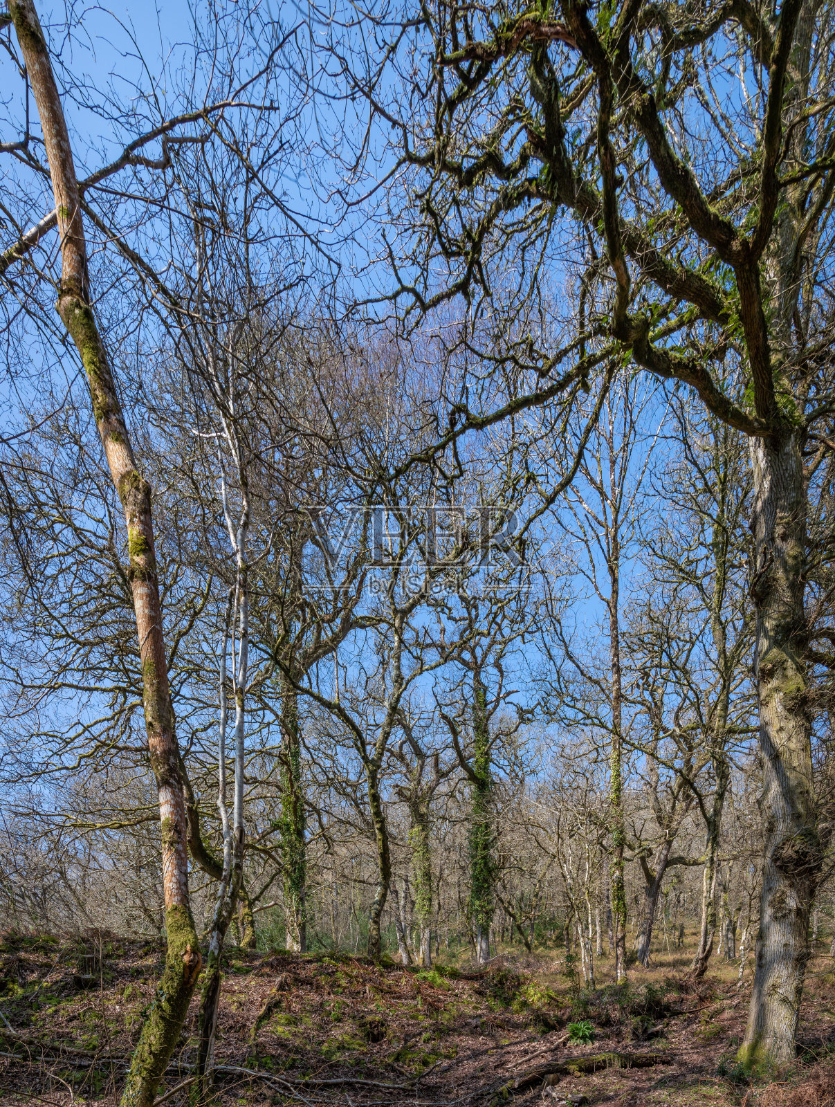 霍纳森林,英格兰德文郡照片摄影图片