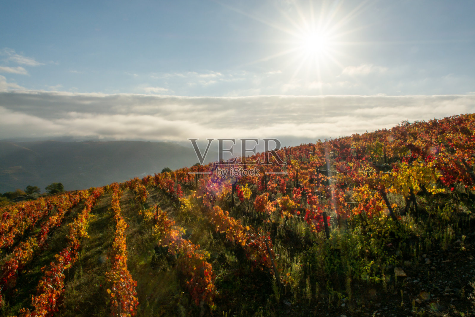 葡萄牙杜罗河世界最古老的葡萄酒产区多彩的秋景，梯田葡萄园上生长着不同品种的葡萄，生产红、白、波特酒。照片摄影图片