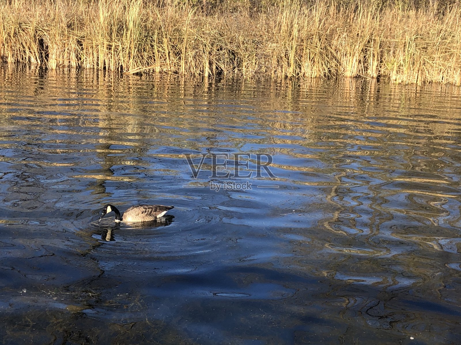 鹅在水上照片摄影图片