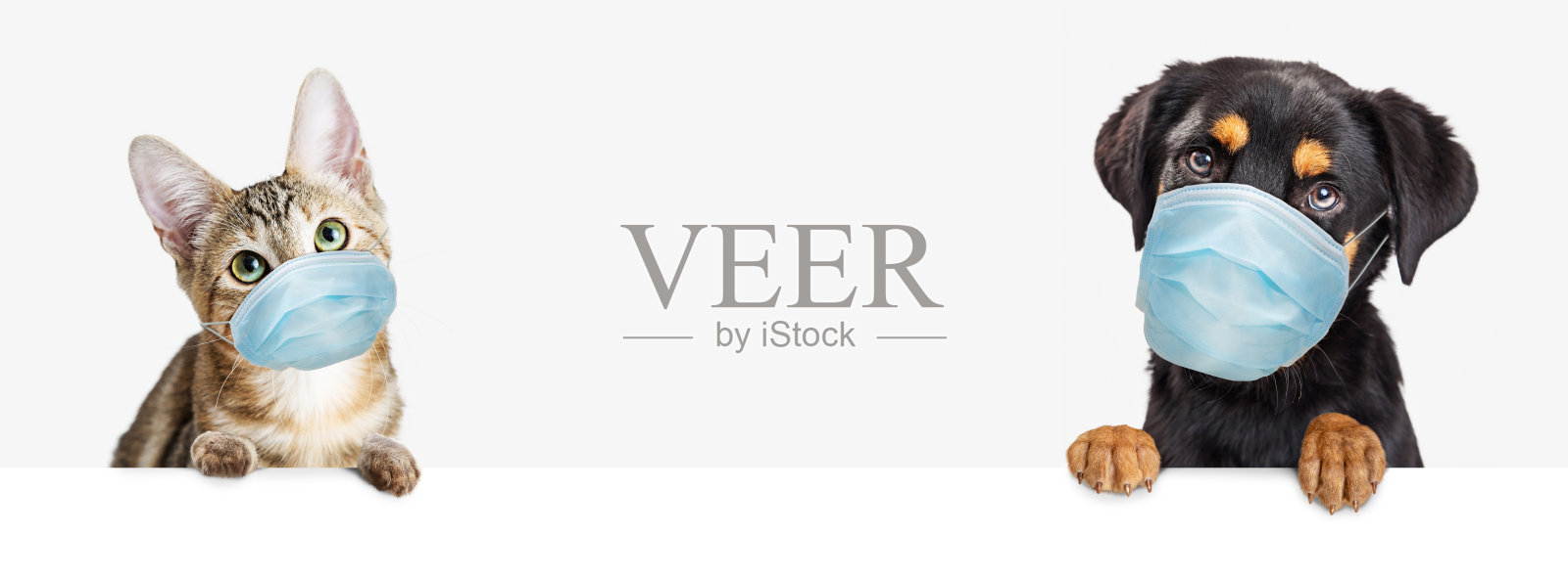 小猫和小狗戴着面具挂在白色网横幅上照片摄影图片