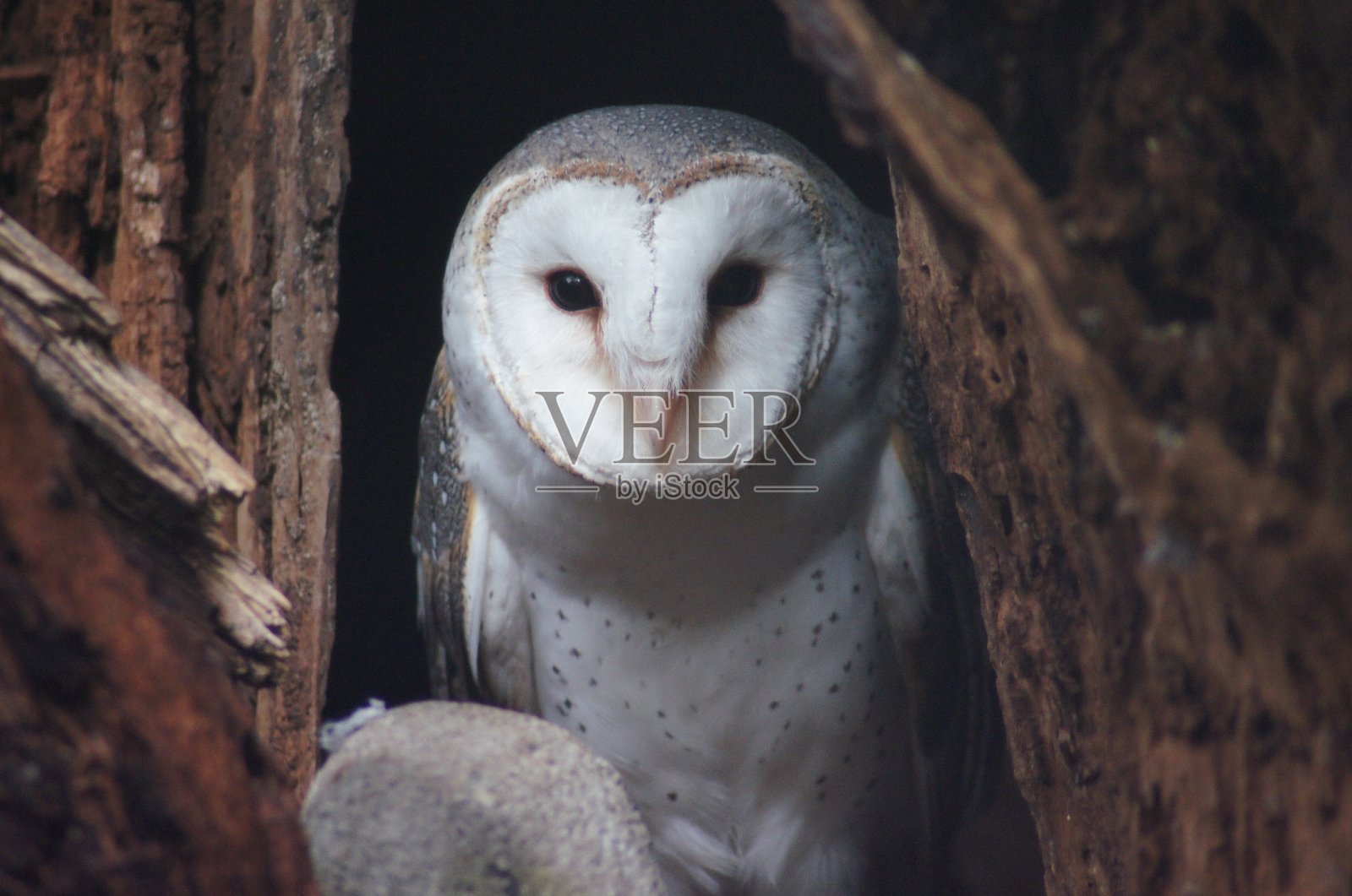 我看见你了照片摄影图片