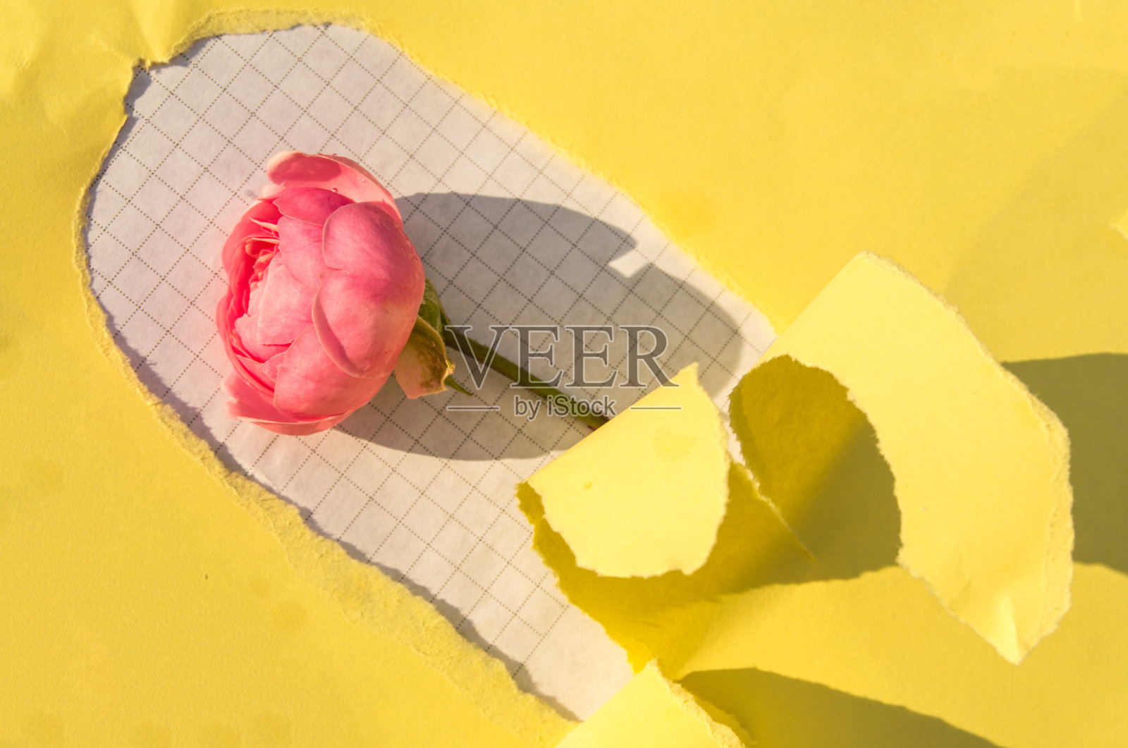 用撕破的黄纸做的洞，白色格子纸上的一朵粉红玫瑰。创意设计，阴影坚硬，灯光明亮照片摄影图片