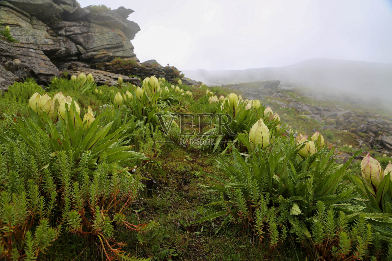 喜马拉雅山之花梵天之花学名:雪莲照片摄影图片