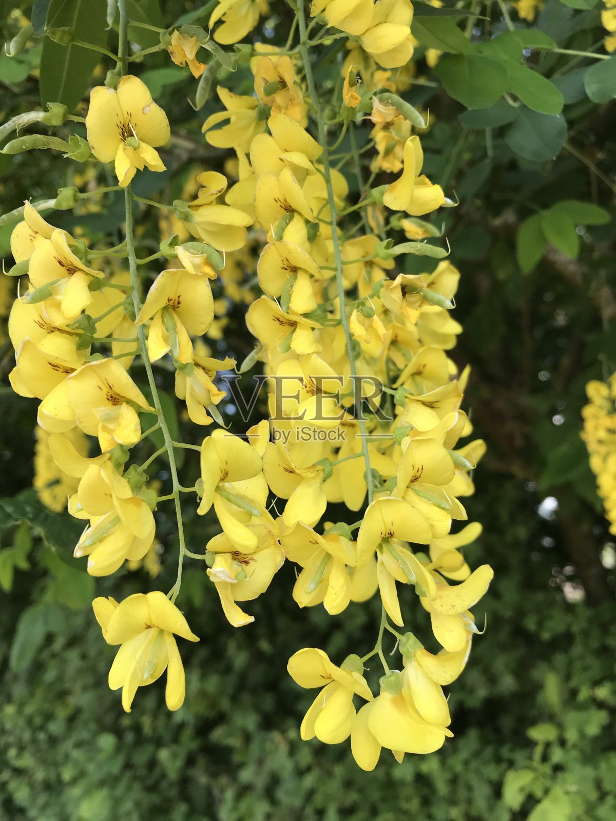 花在德国照片摄影图片