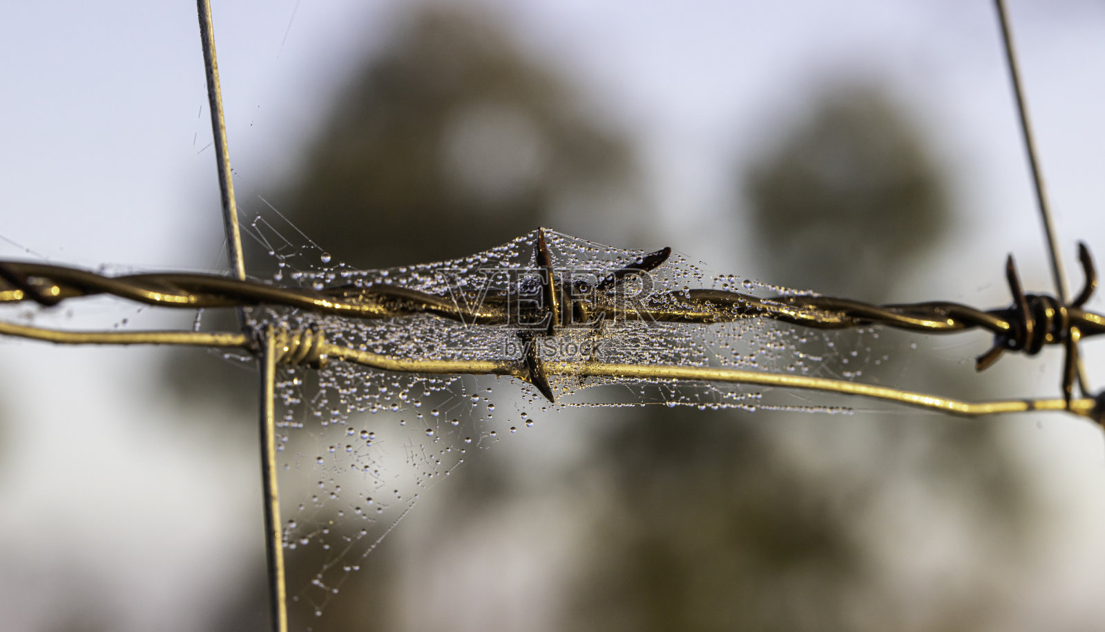 栅栏的并发症照片摄影图片