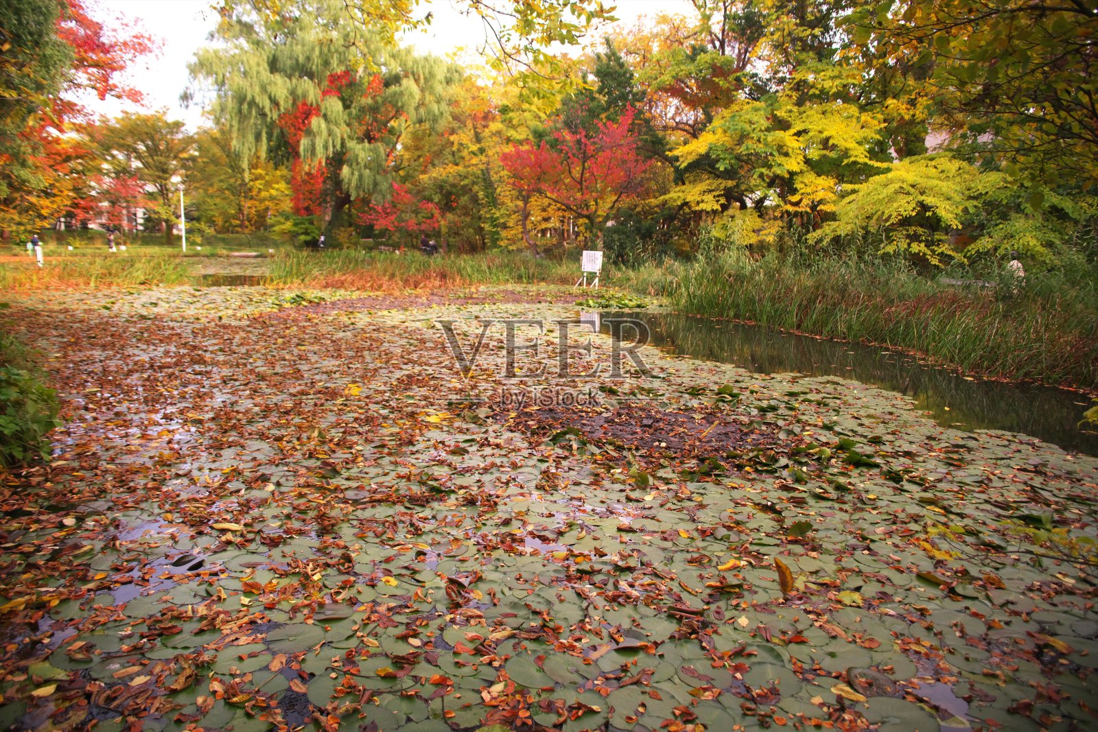 深秋的艾尼瓦谷照片摄影图片