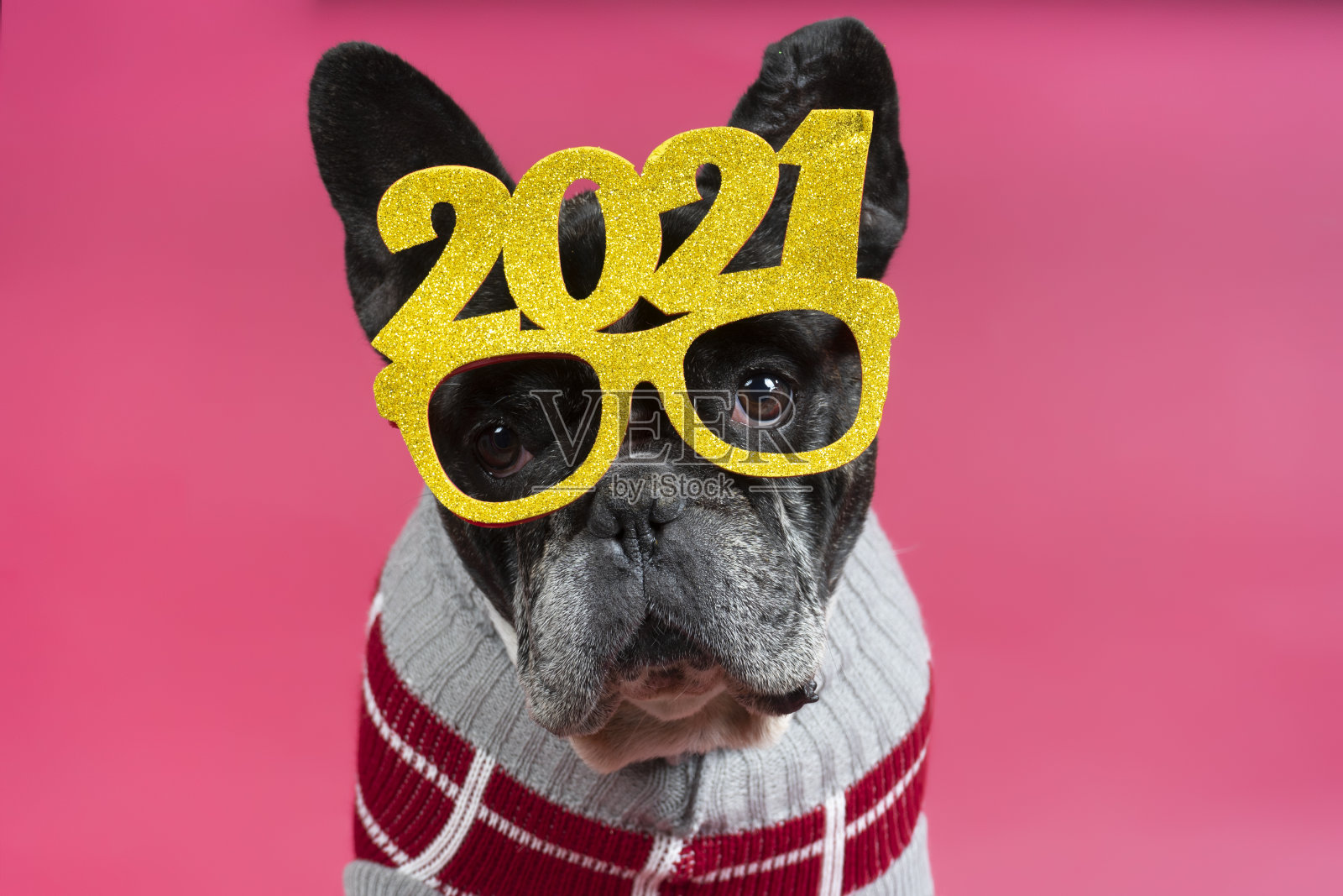 漂亮的法国斗牛犬戴着节日眼镜2021年。新年快乐照片摄影图片