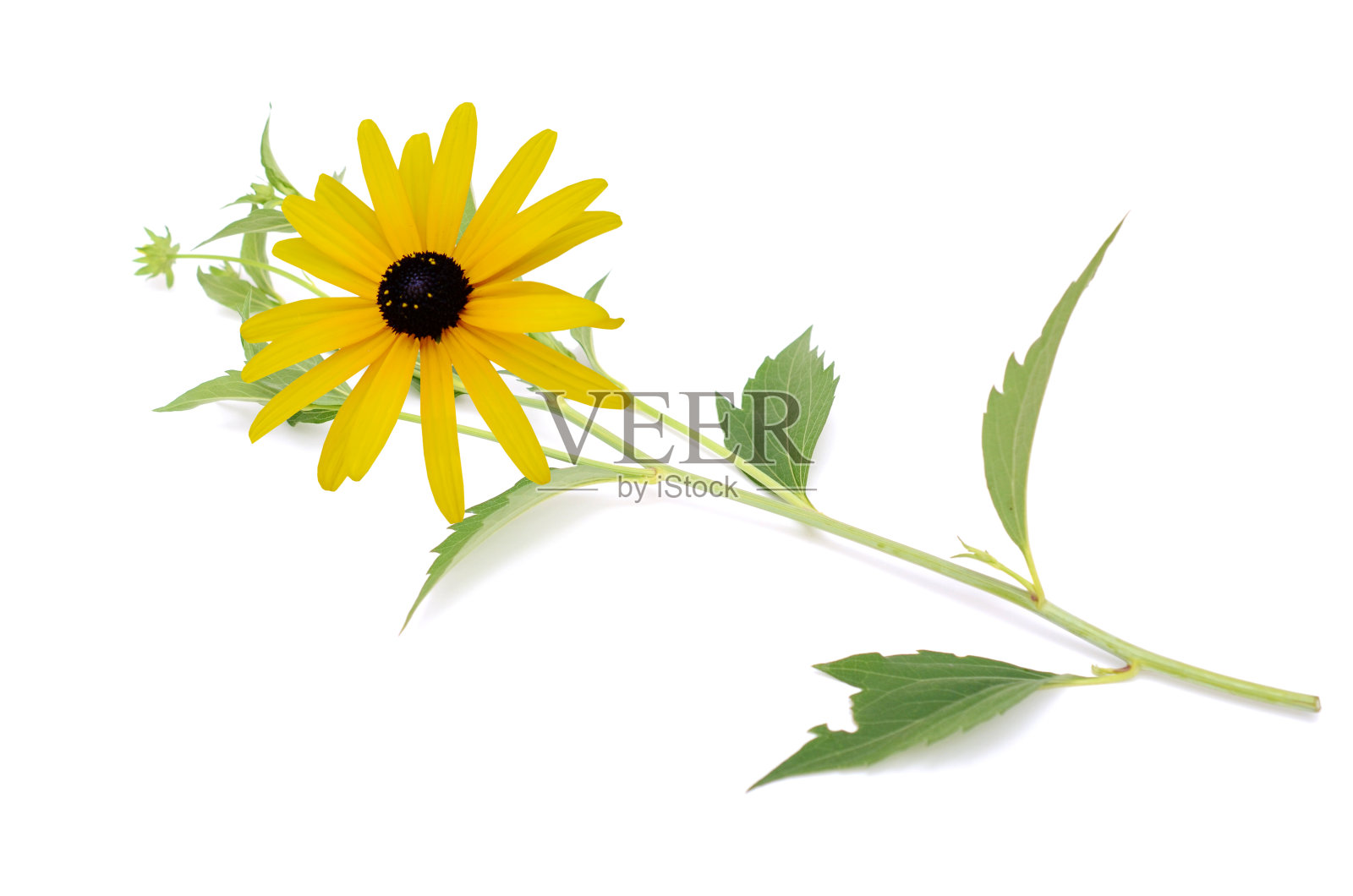 盛开的黑眼苏珊枝，白花躺着照片摄影图片