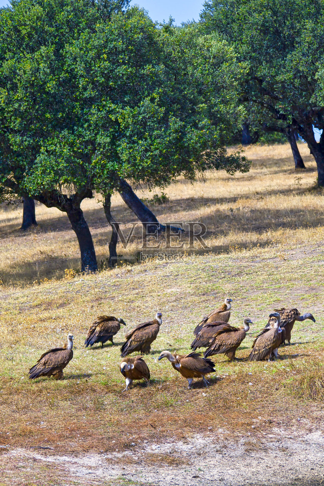 狮鹫，蒙弗拉格国家公园，西班牙照片摄影图片