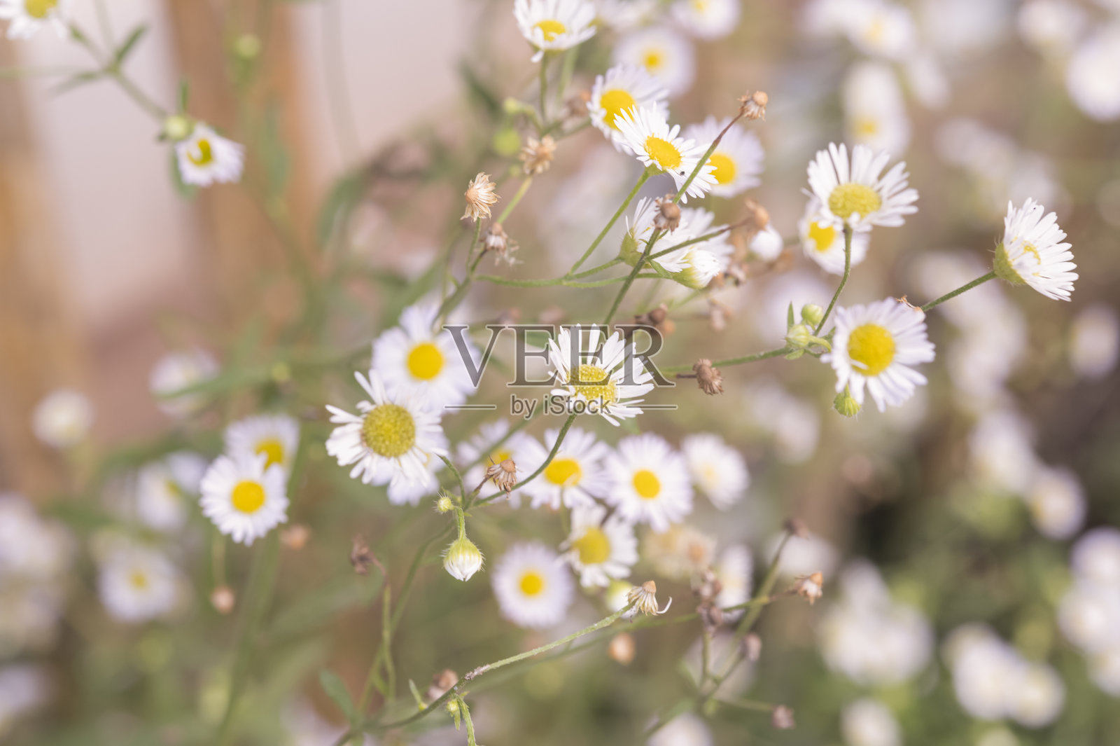 白色的雏菊的总和照片摄影图片