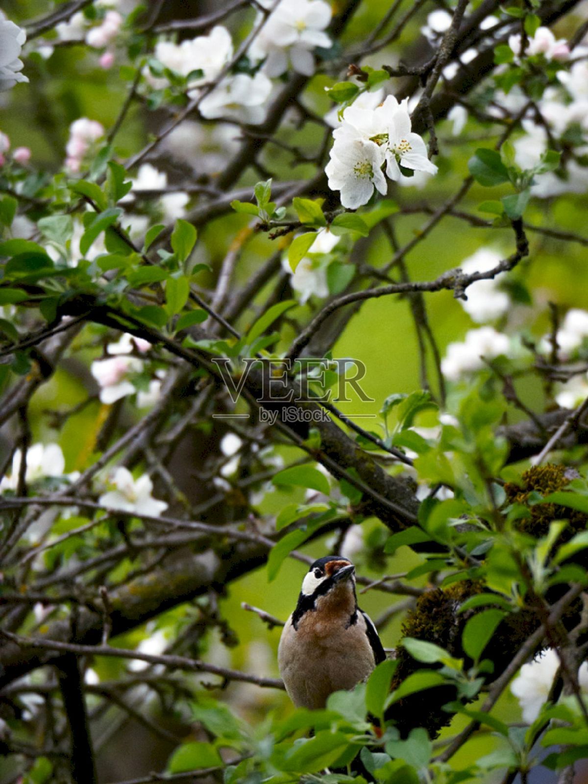 生活在野外的动物照片摄影图片