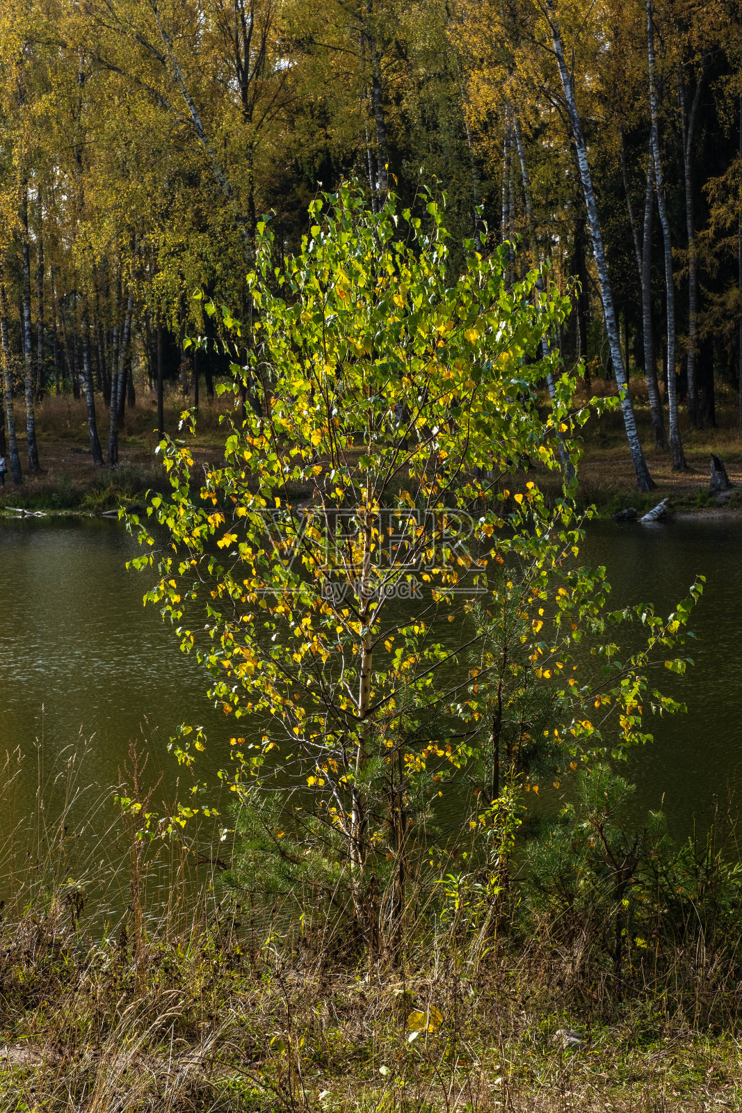 在一条小河的岸边，有黄色叶子的低矮的年轻桦树。照片摄影图片