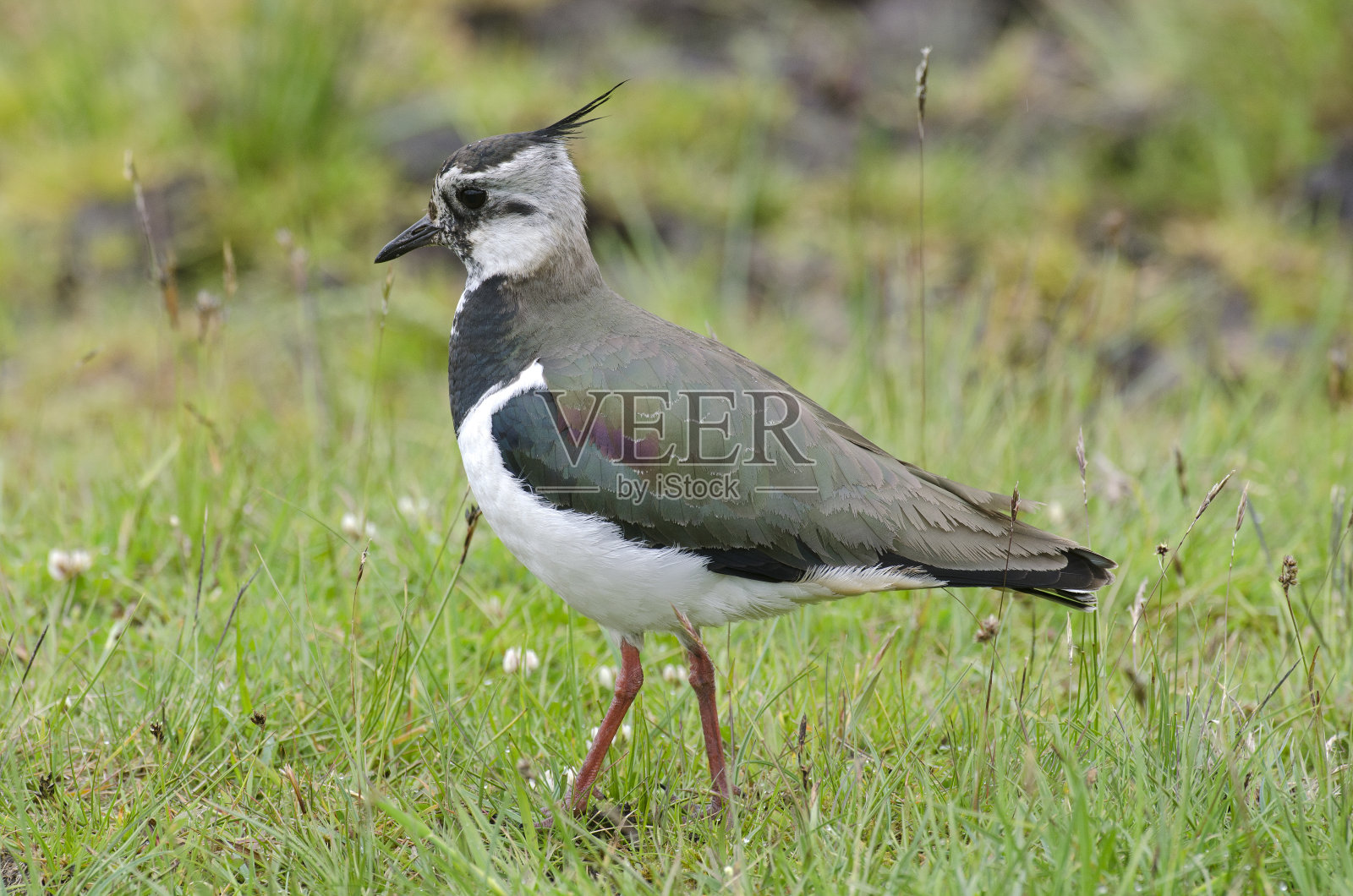 北田凫照片摄影图片
