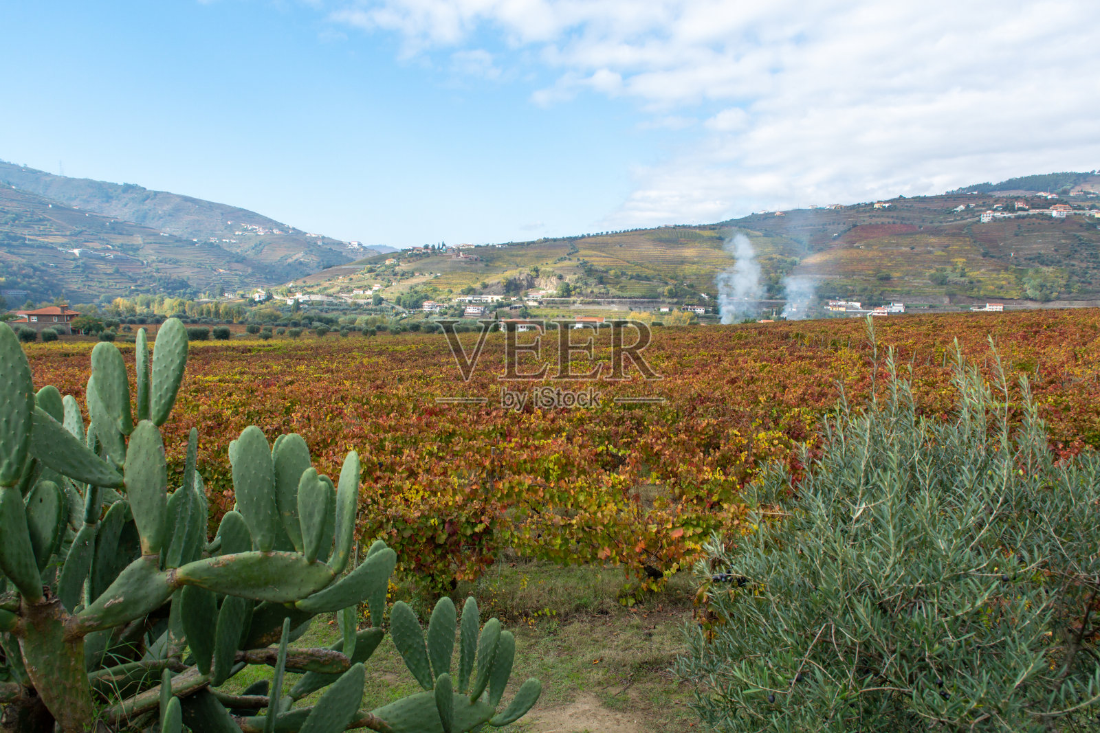 葡萄牙杜罗河世界最古老的葡萄酒产区多彩的秋景，梯田葡萄园上生长着不同品种的葡萄，生产红、白、波特酒。照片摄影图片