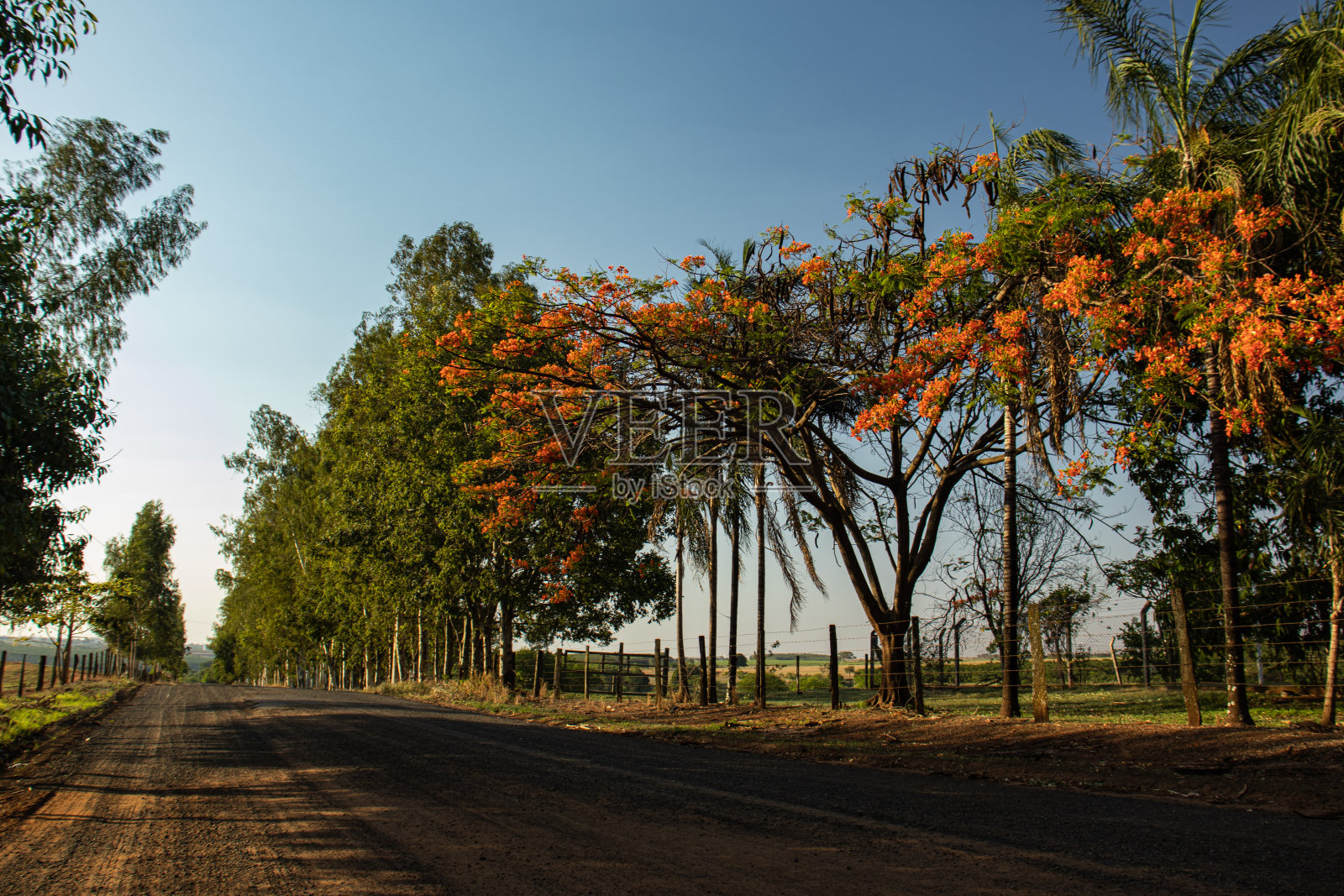 乡村道路和树木照片摄影图片