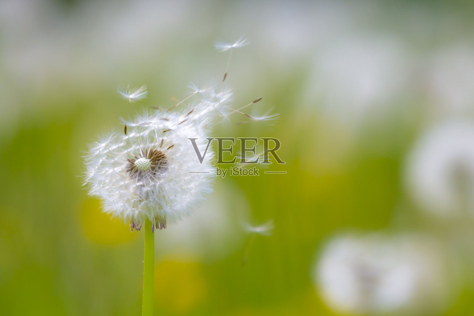 蒲公英的种子随风飘散在天然的草地上照片摄影图片