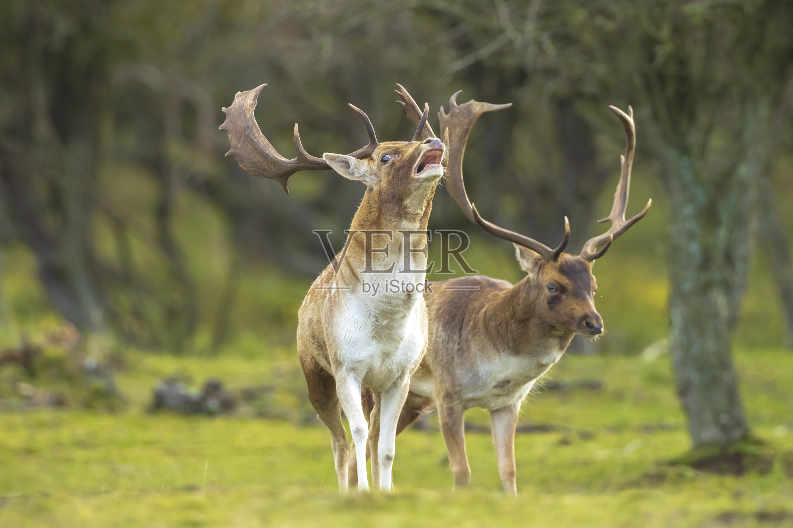 两只黇鹿，在发情季节打架照片摄影图片