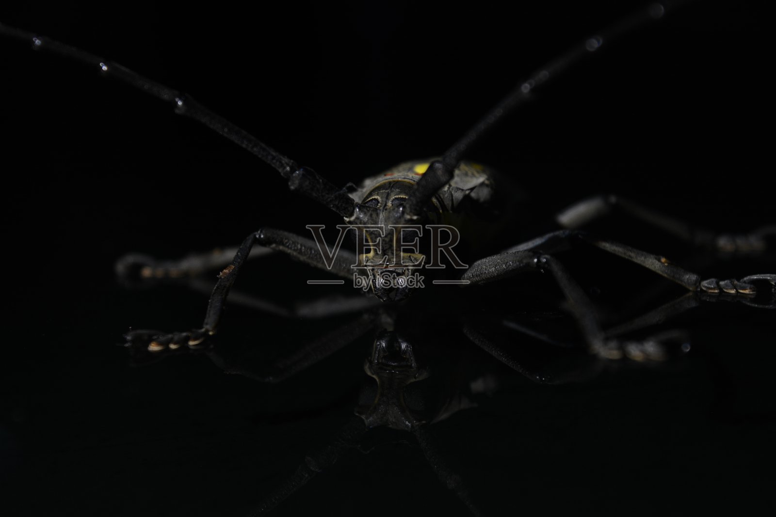 可怕的昆虫照片摄影图片