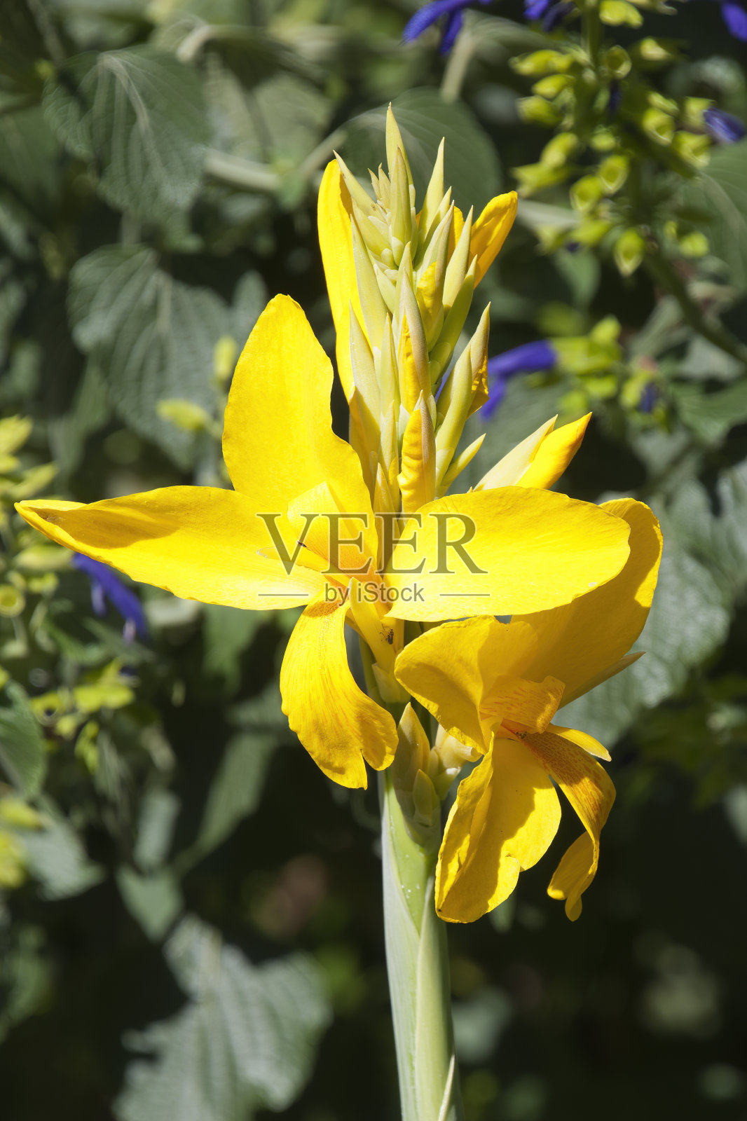 美人蕉百合的亮黄色花茎照片摄影图片