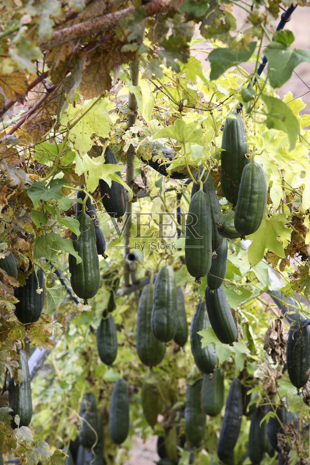 丝瓜照片摄影图片