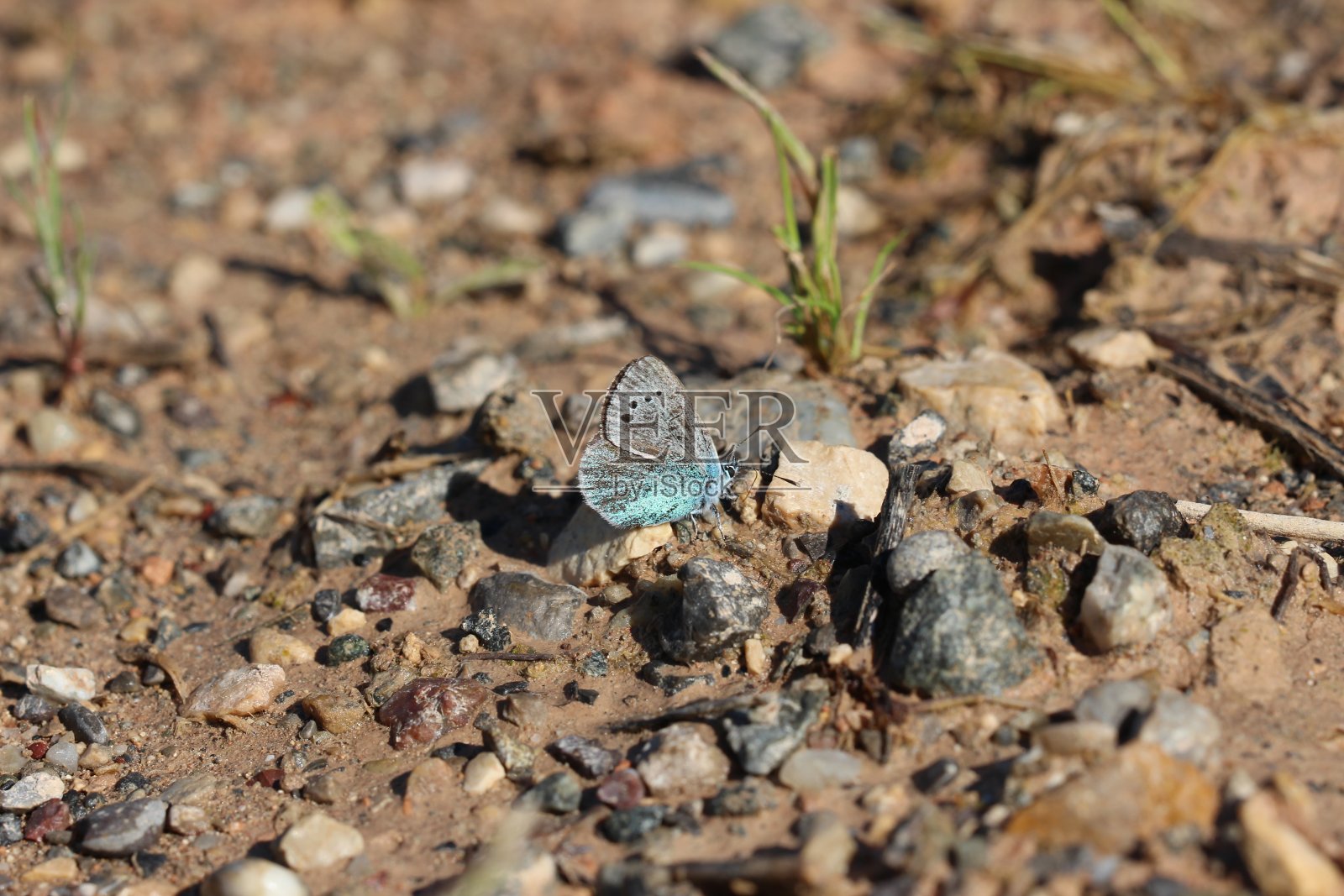 自然色彩的姿态Glaucopsyche alexis蝴蝶在自然生活照片摄影图片