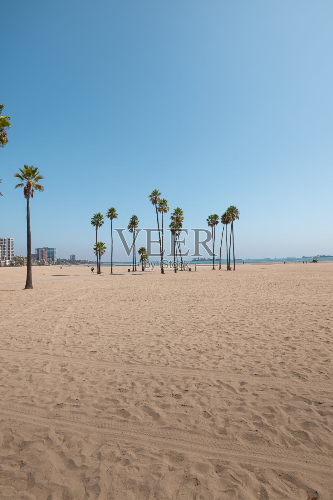 加州长滩的棕榈树海滩照片摄影图片