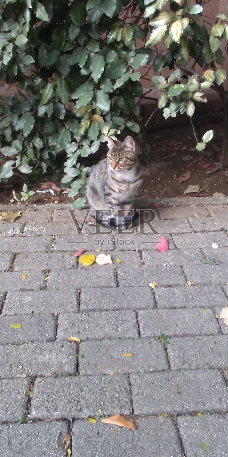 猫照片摄影图片