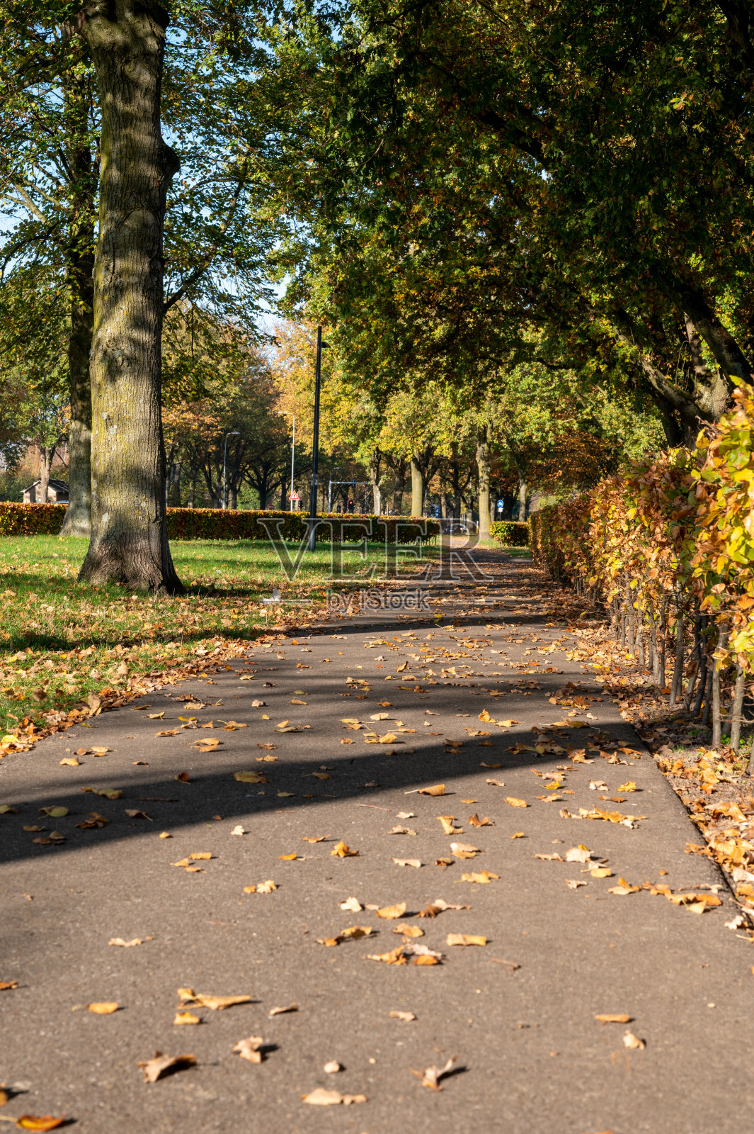 荷兰交通，在晴朗的秋日，布拉班特有专门的自行车道以保证骑行安全照片摄影图片