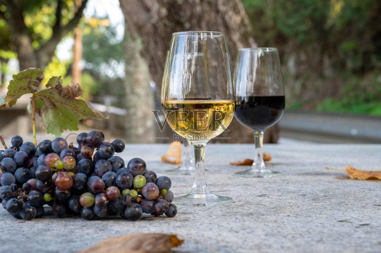 在阳光明媚的秋天，葡萄牙杜罗河谷，用玻璃杯品尝不同的强化波特酒照片摄影图片