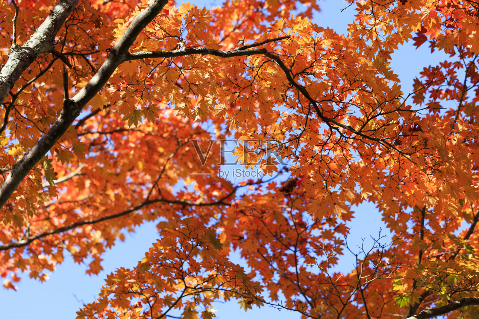 前轻井泽在秋日与秋叶同在的蓝天下照片摄影图片