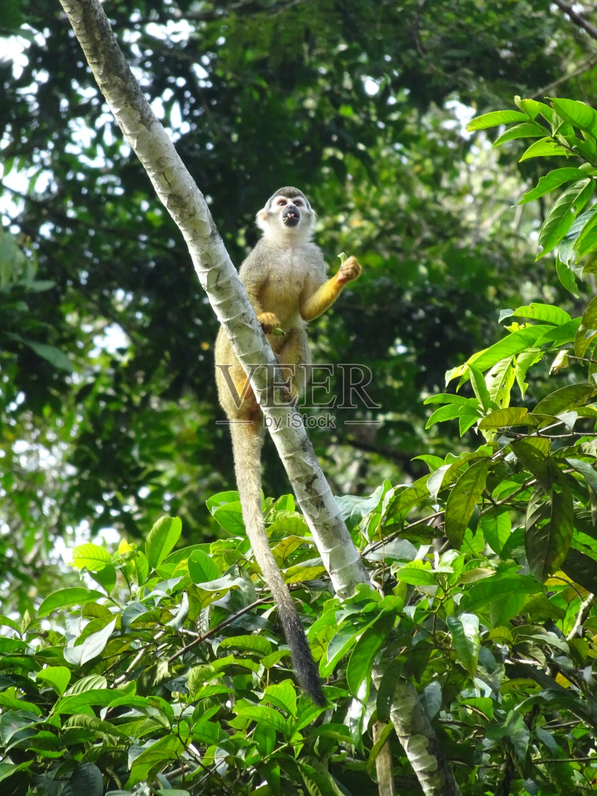 一只松鼠猴坐在树枝上吃东西照片摄影图片