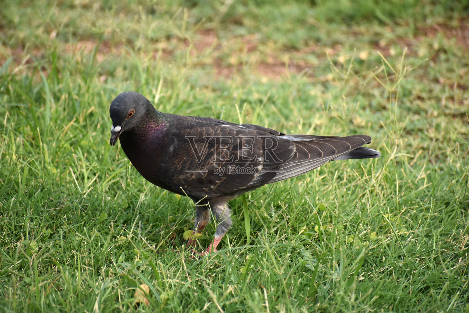 绿草里的小黑鸽照片摄影图片