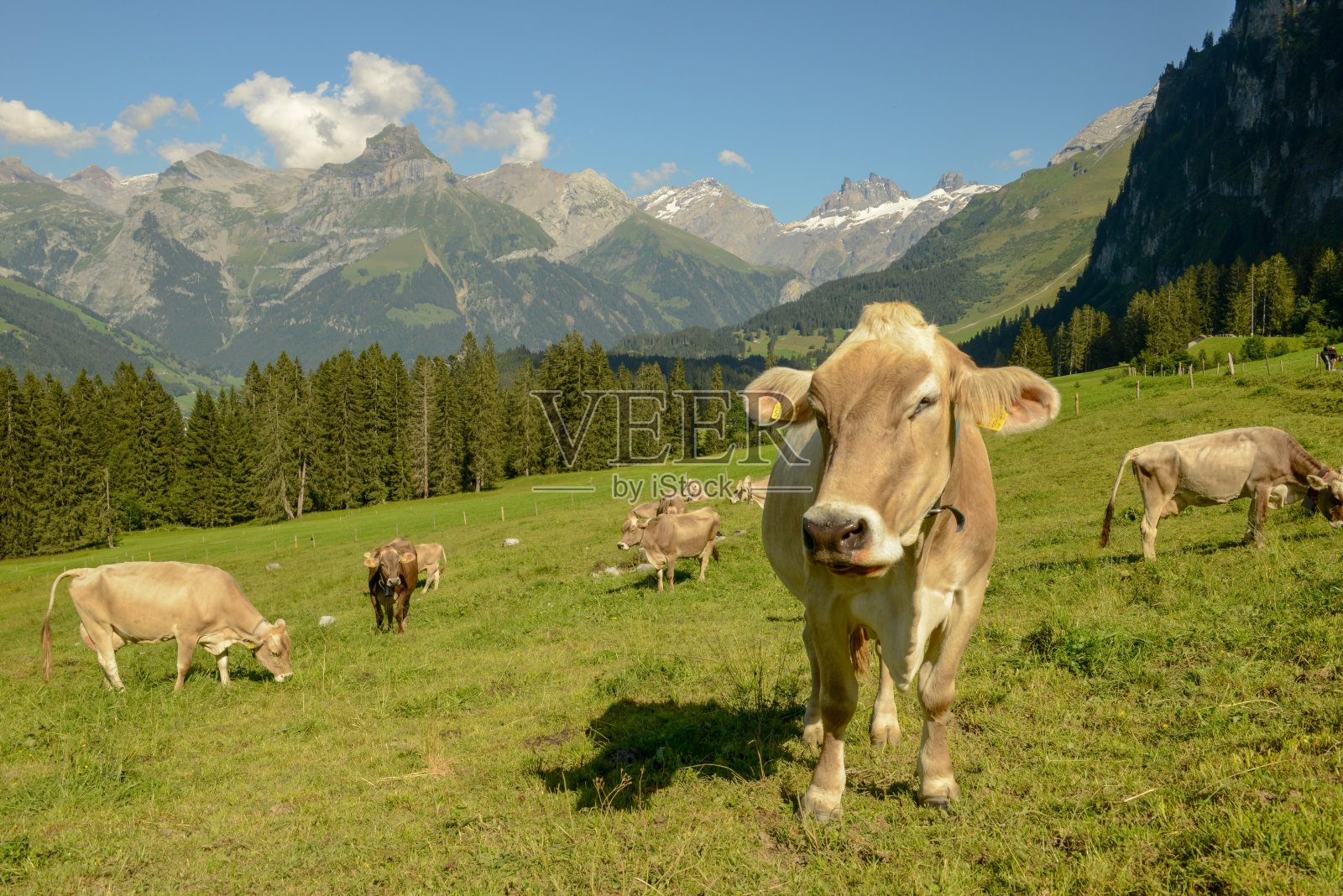 一群奶牛在瑞士阿尔卑斯山恩格尔堡上方的格斯尼阿尔普吃草照片摄影图片