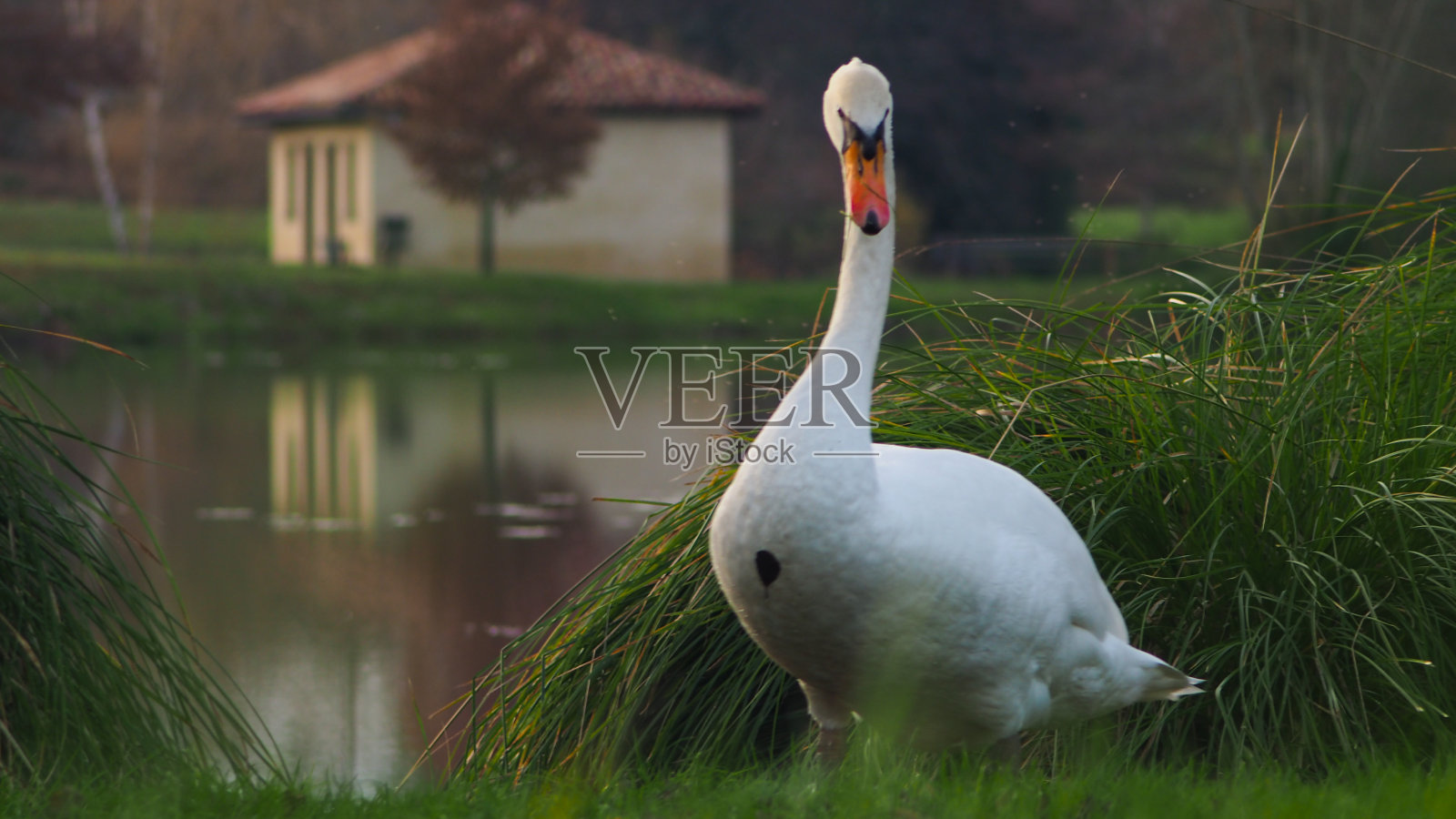 天鹅奇怪地看着我们照片摄影图片