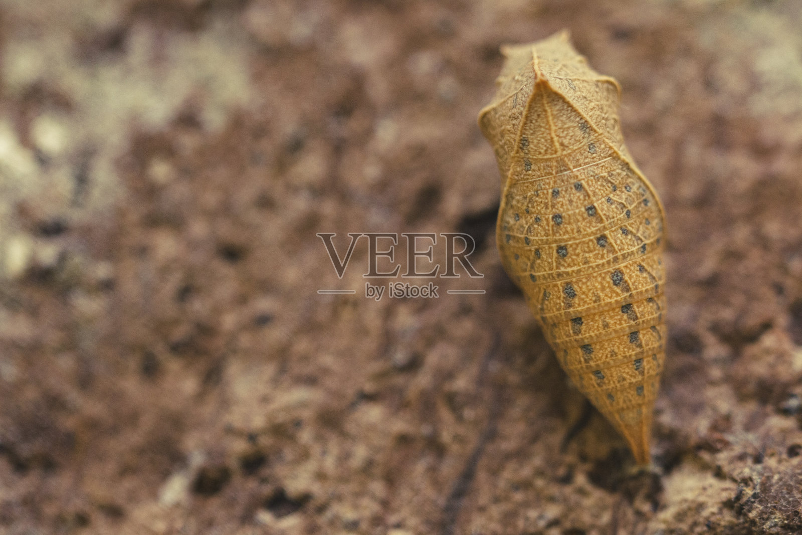 昆虫茧在墙上。一只等待破茧而出的蝴蝶照片摄影图片
