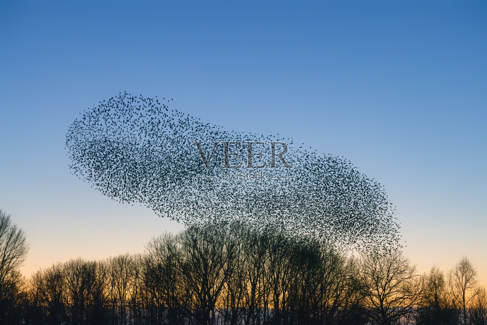 美丽的大椋鸟群(Sturnus vulgaris)，荷兰的Geldermalsen。在1月和2月，成千上万的欧椋鸟聚集在巨大的云层中。燕八哥的淙淙声。照片摄影图片