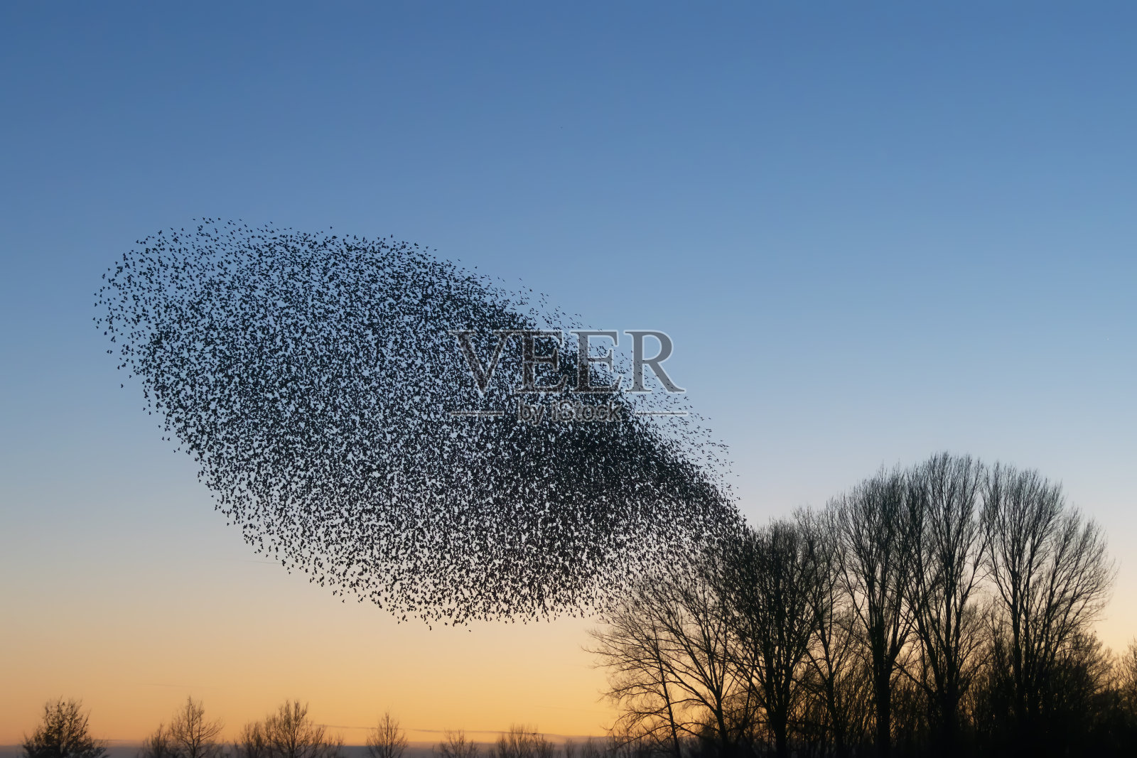 美丽的大椋鸟群(Sturnus vulgaris)，荷兰的Geldermalsen。在1月和2月，成千上万的欧椋鸟聚集在巨大的云层中。燕八哥的淙淙声。照片摄影图片