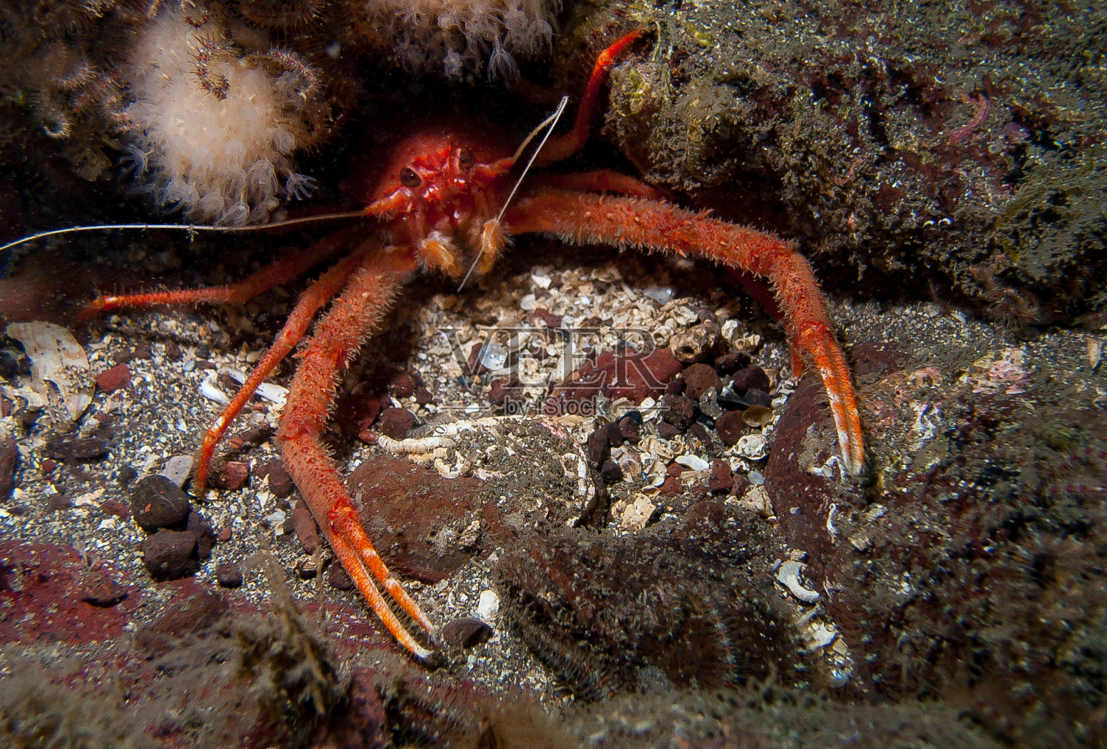 苏格兰圣艾布斯蹲下的龙虾照片摄影图片
