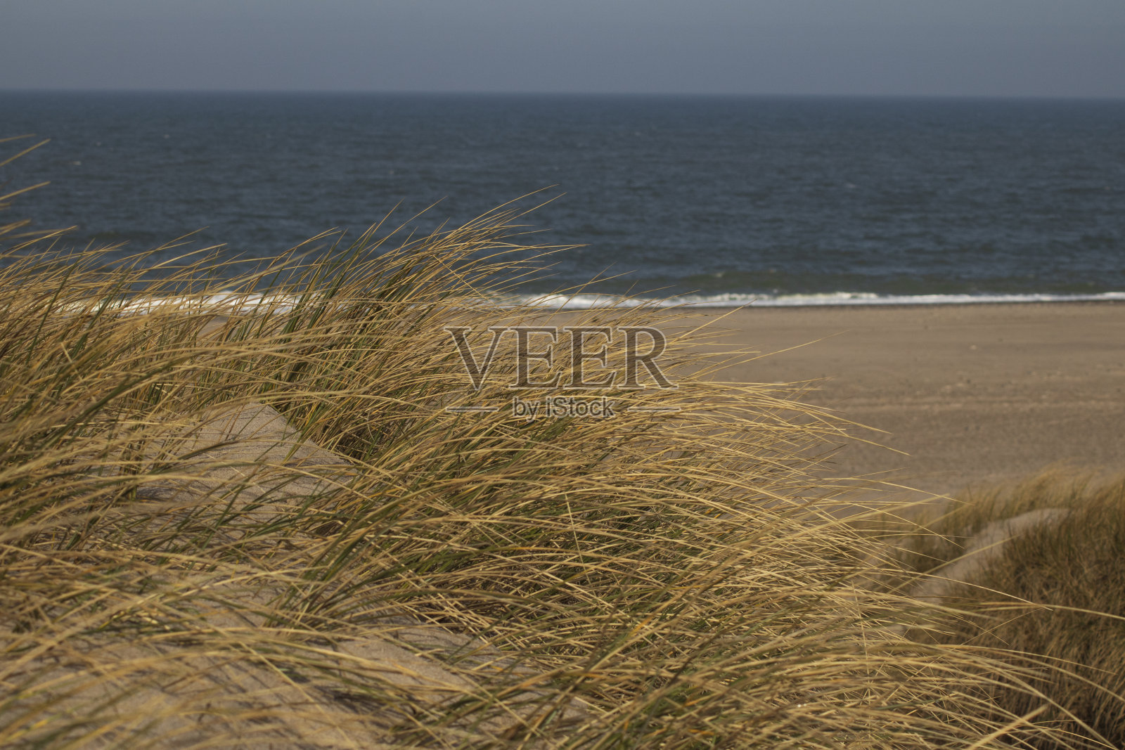 在有沙丘和马兰的海滩上照片摄影图片