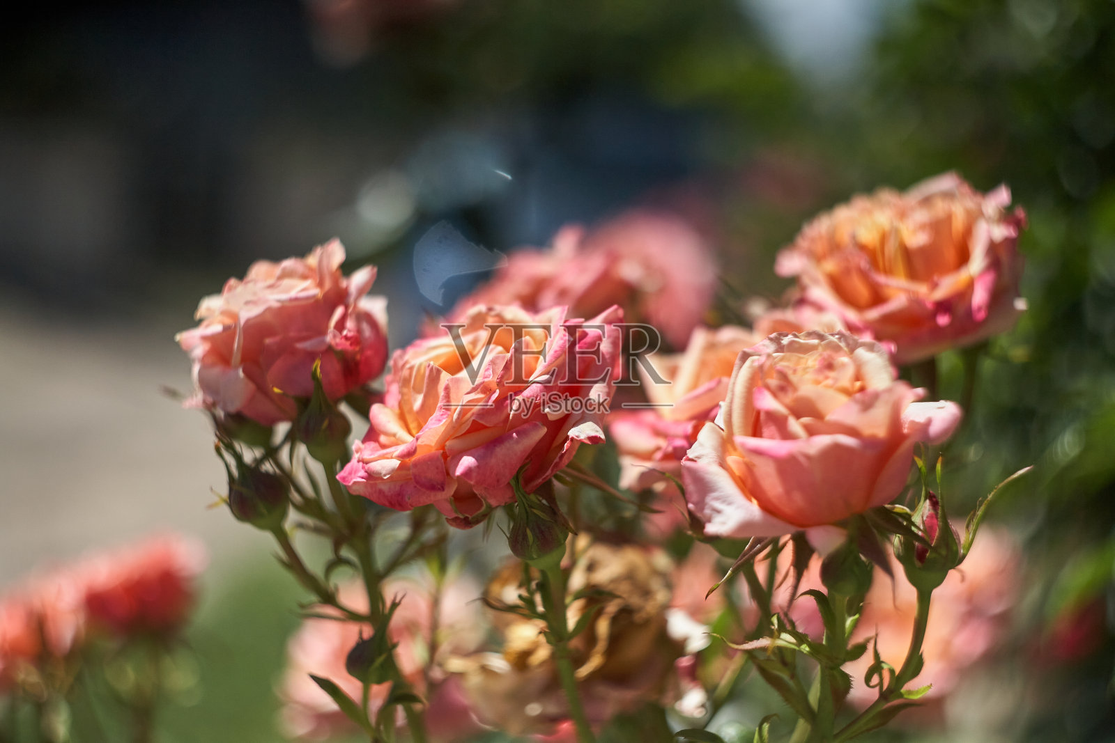 五颜六色，美丽，娇嫩的玫瑰在花园里照片摄影图片