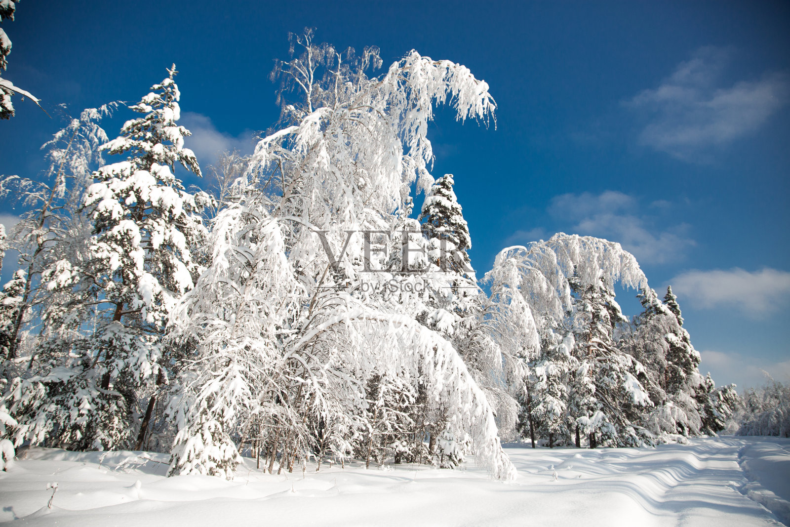 森林里寒冷多雪的冬天照片摄影图片