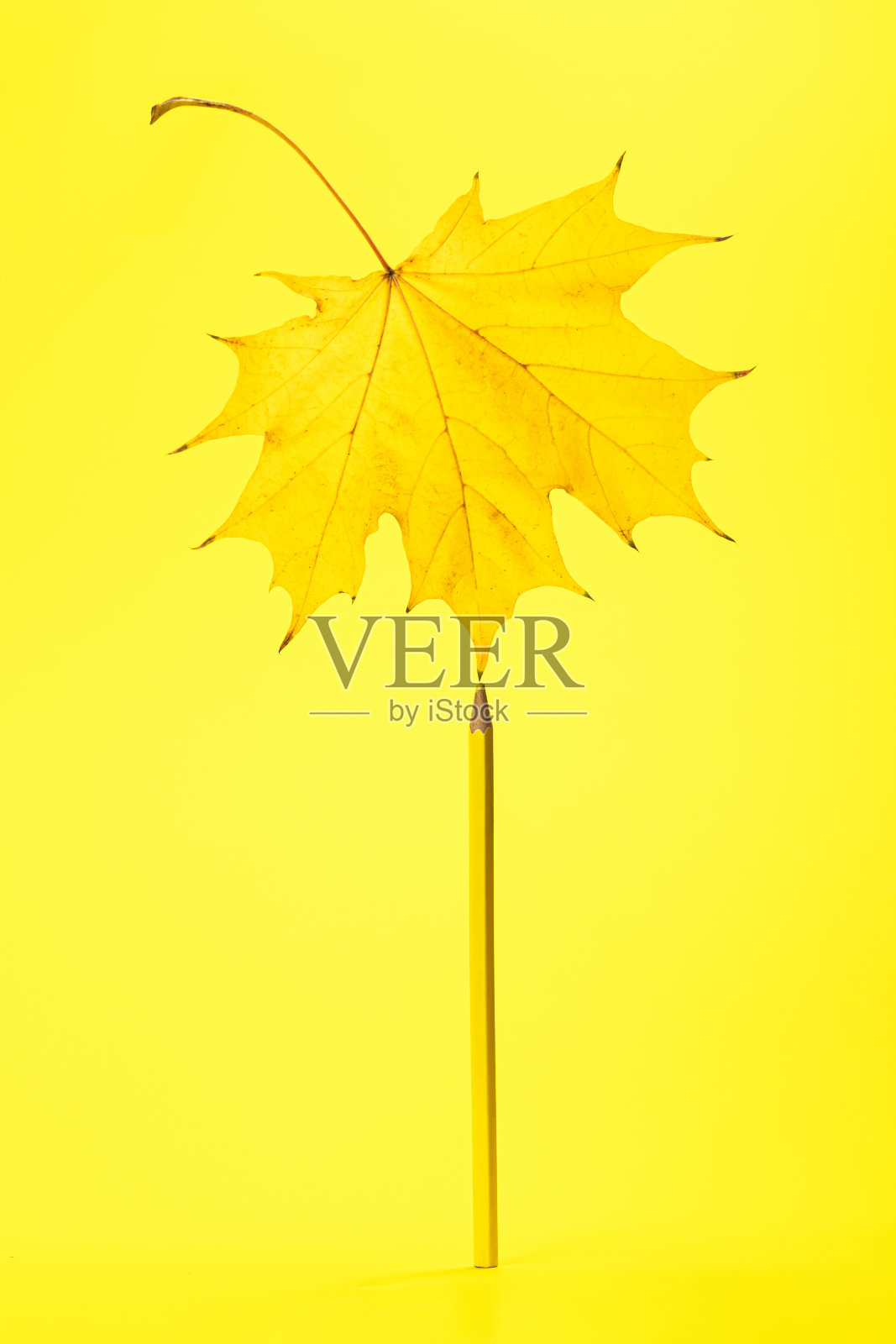 平衡与和谐理念。黄色的枫叶在黄色的背景上用铅笔平衡着。影棚拍摄照片摄影图片